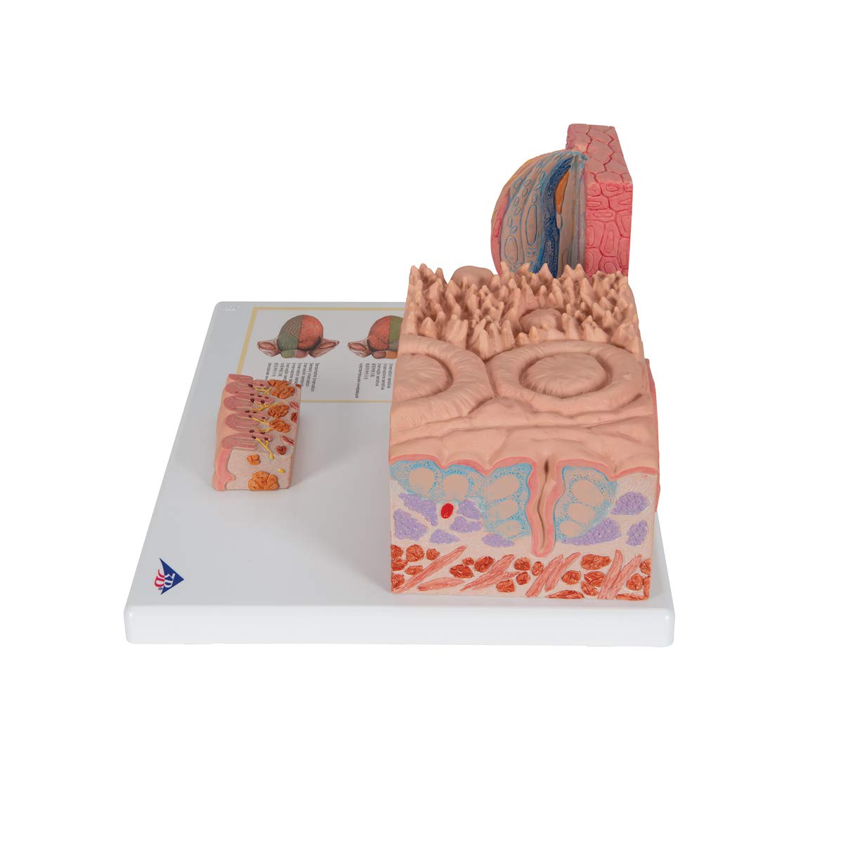 3b-scientific-microanatomy-zunge-modell-mit-3b-smart-anatomy-app image 4