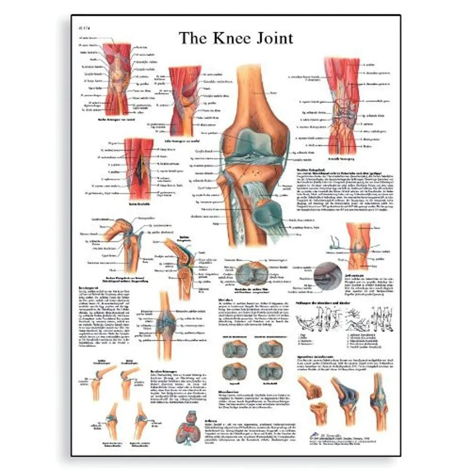 3b-scientific-vr1174uu-poster-knee-joint-kniegelenk-papier-50x67-cm-englisch image 1