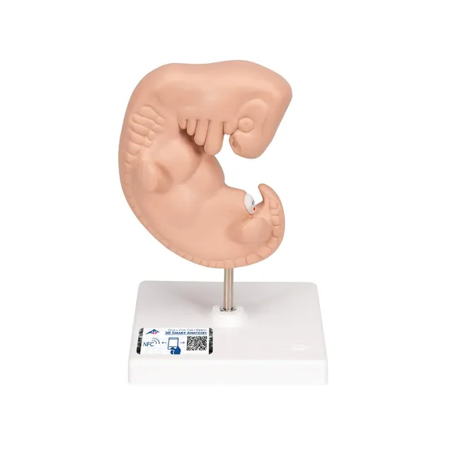 3b-scientific-embryo-modell-25-fache-gr-e-4-wochen-mit-smart-anatomy-app image 1