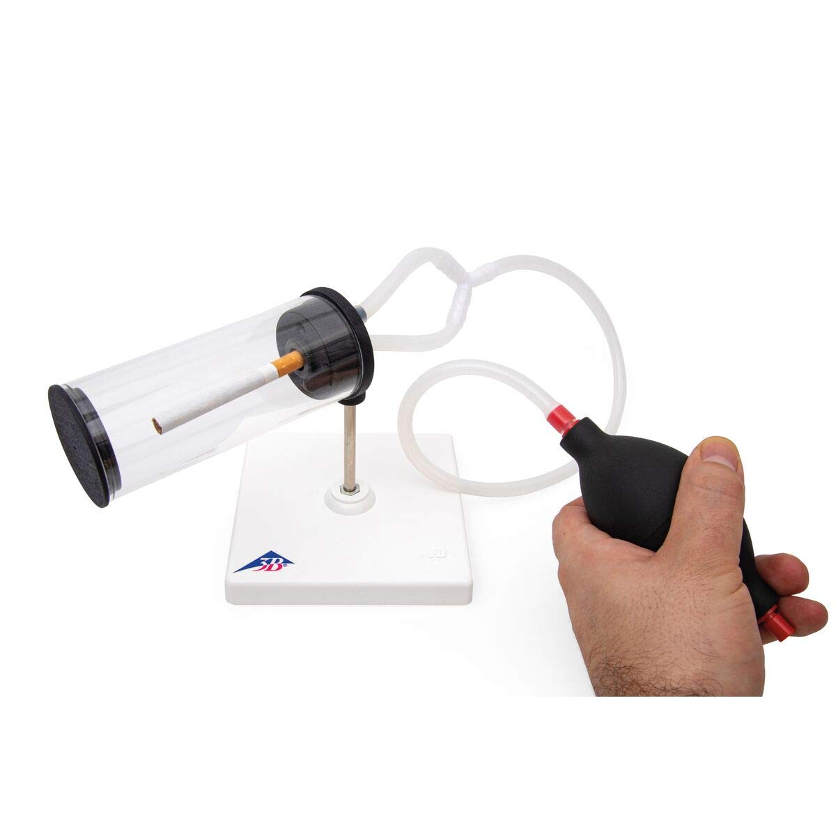 3b-scientific-rauchermodell-3-in-1-lungenmodell-rauchen-passivrauchen image 3