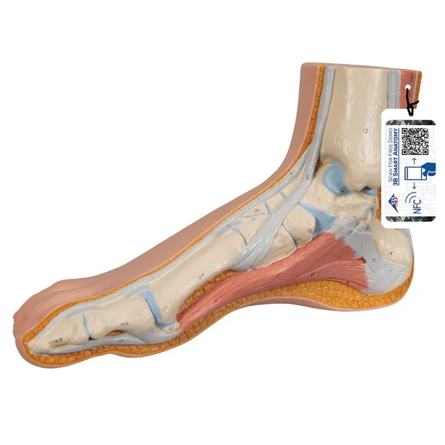 3b-scientific-m30-modell-normalfu-mit-3b-smart-anatomy image 1