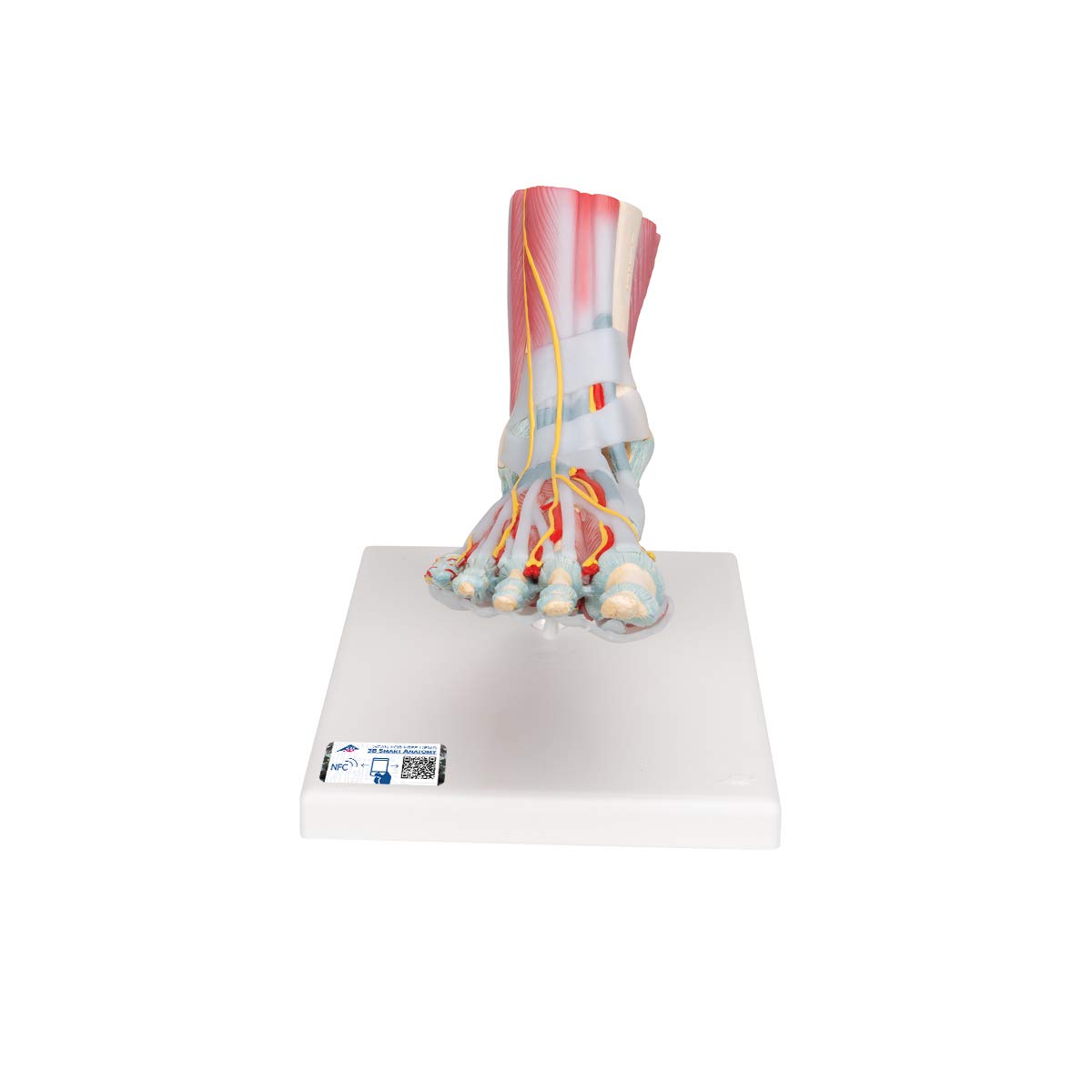 3b-scientific-m34-1-fu-skelettmodell-mit-b-ndern-und-muskeln-smart-anatomy image 1