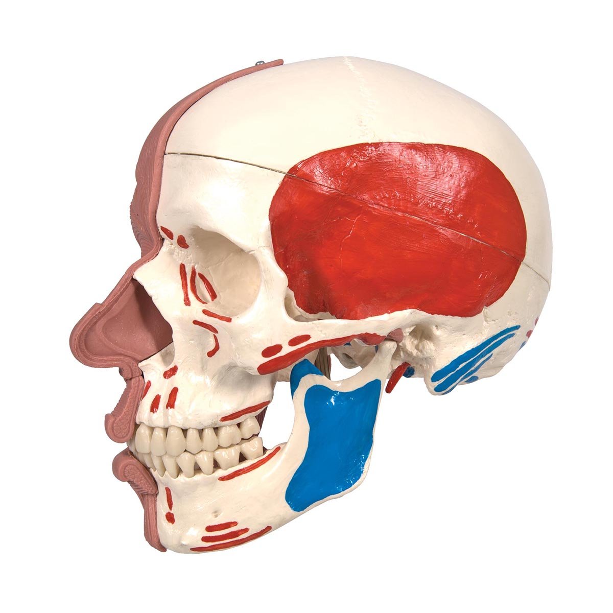 3b-scientific-classic-skull-series-sch-del-modell-a300-klassisch-mit-montage image 5