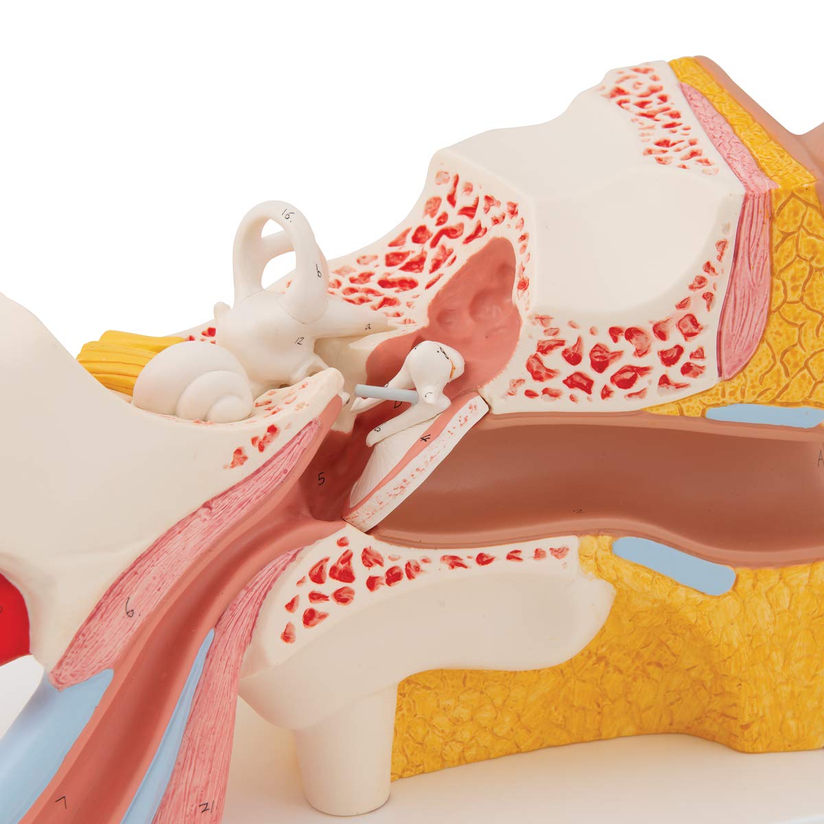 3b-scientific-ohrmodell-3-fache-gr-e-4-teilig-anatomiemodell-mit-smart-anatomy-a image 7