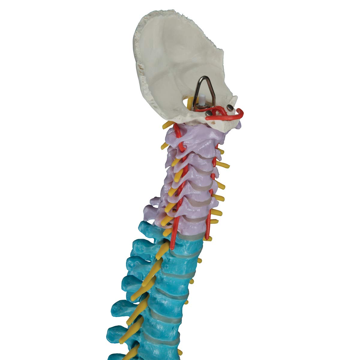 3b-scientific-flexibles-wirbels-ulenmodell-a58-8-didaktisch-smart-anatomy-app image 5