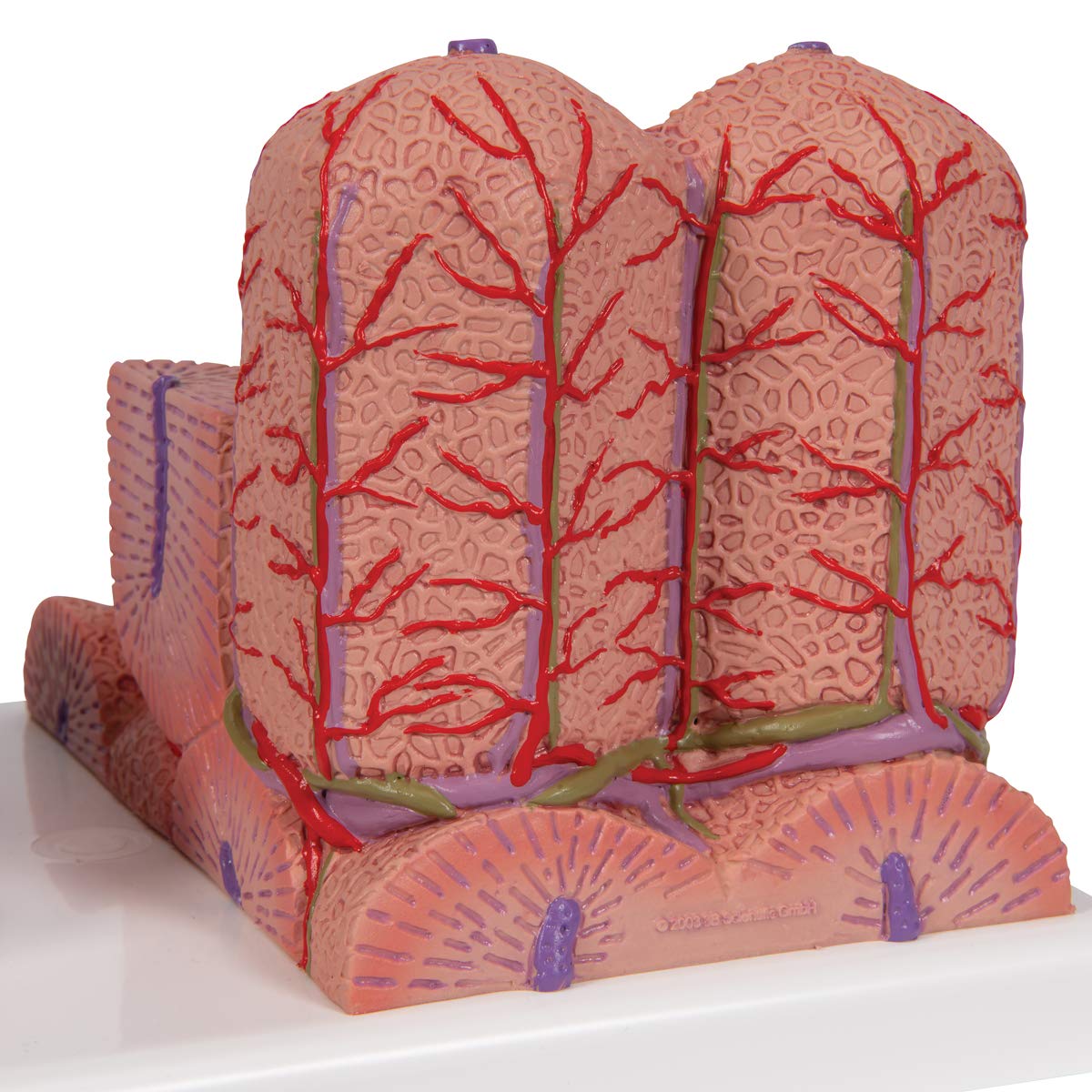 3b-scientific-microanatomy-leber-modell-60-fach-und-200-fach image 7