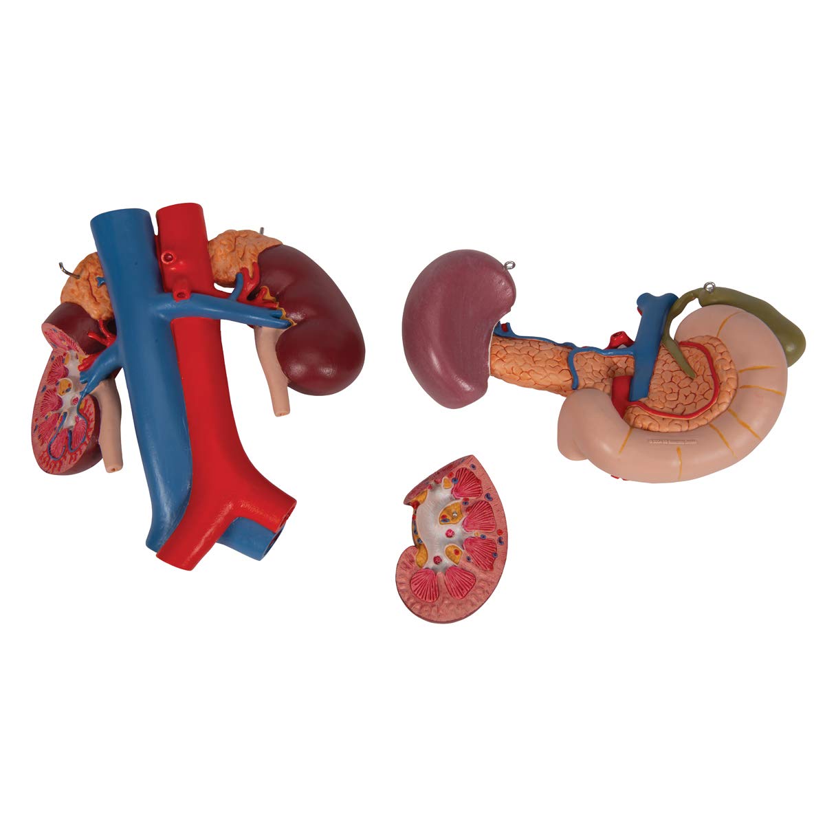 3b-scientific-nieren-mit-hinteren-oberbauchorganen-3-teilig-3b-smart-anatomy-app image 7