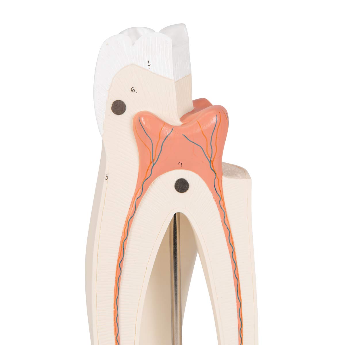 3b-scientific-oberer-molaren-zahnmodell-3-teilig-vergr-ert-mit-smart-anatomy-app image 8