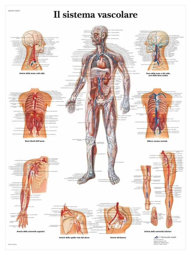 3b-scientific-anatomieposter-kniegelenk-50x67-cm-200-g-m-papier image 1