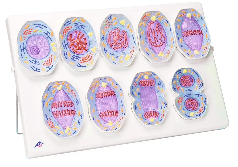3b-scientific-mitosemodell-biologie-lehrmodell-mit-magnet-phasen image 1