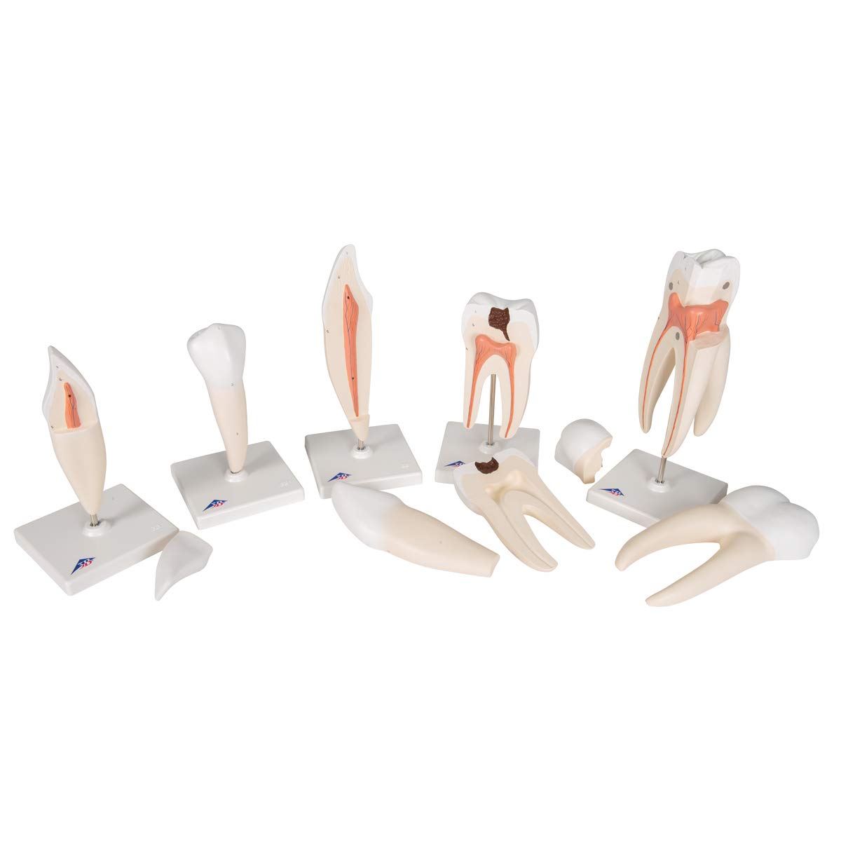 3b-scientific-zahnmodell-serie-set-5-vergr-erte-z-hne-pvc-mit-smart-anatomy-app image 7