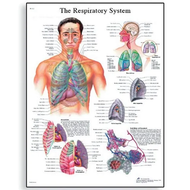 3b-scientific-the-respiratory-system-poster-50x67-cm-papierversion-englisch image 1