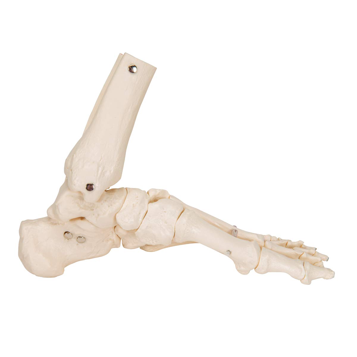 3b-scientific-fu-und-kn-chelskelett-lose-mit-bungee-smart-anatomy image 3