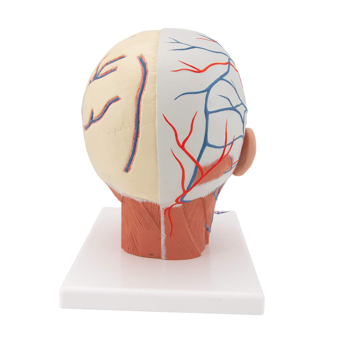 3b-scientific-kopfmodell-lebensgro-mit-muskulatur-blutgef-en-pvc-smart-anatomy-a image 4