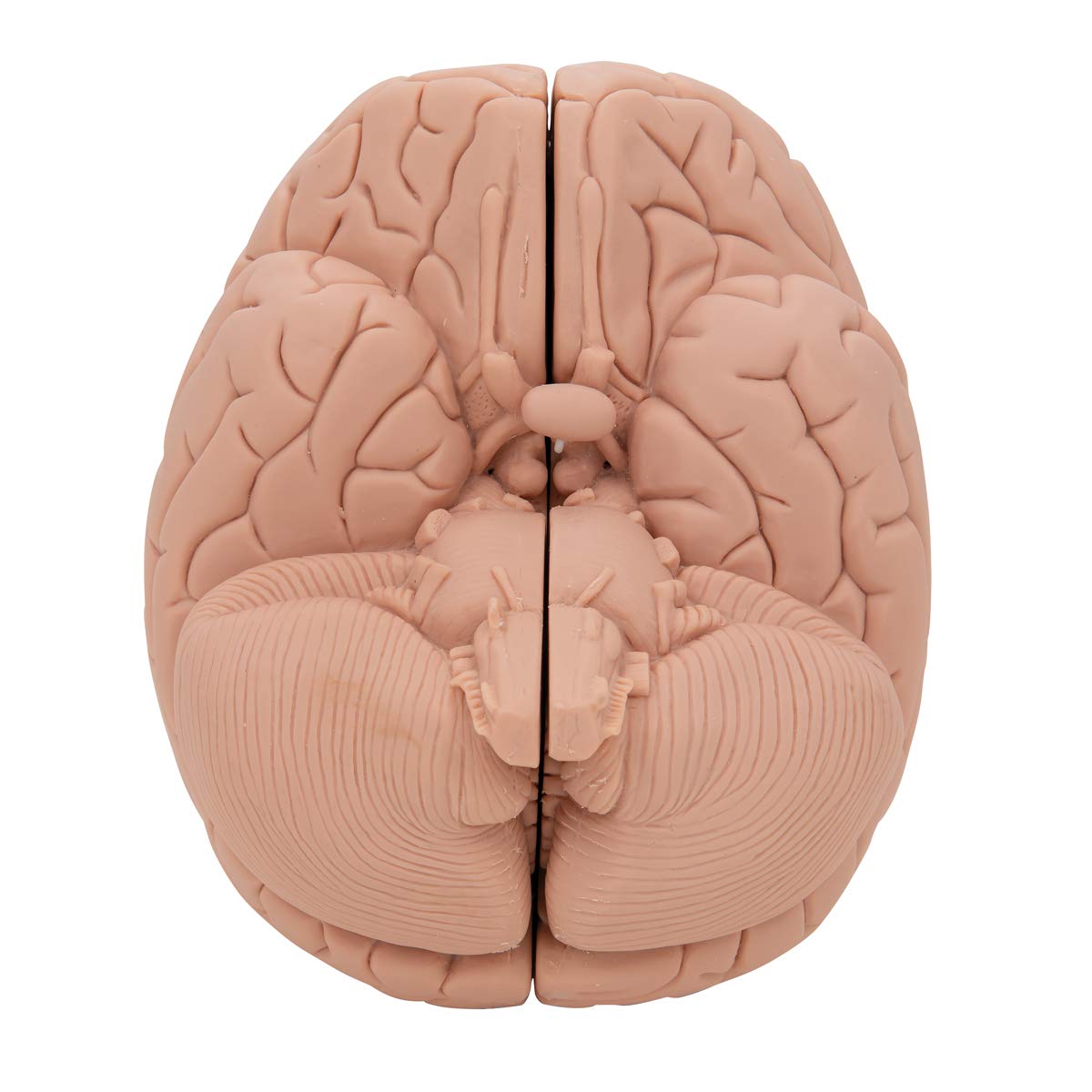 3b-scientific-c15-1-einf-hrungsmodell-des-gehirns-2-teilig-lebensgro-mit-sockel- image 8