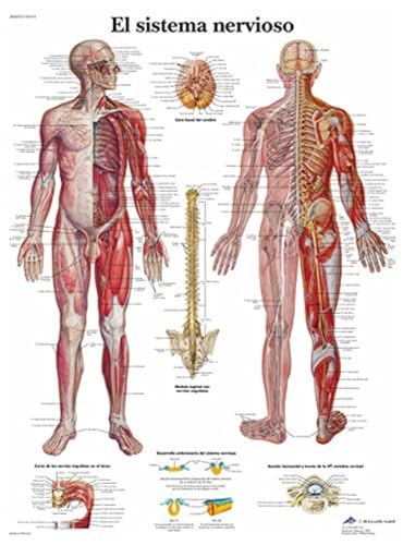 3b-scientific-menschliches-nervensystem-tafel-laminiertes-anatomieposter-50x67-c image 4
