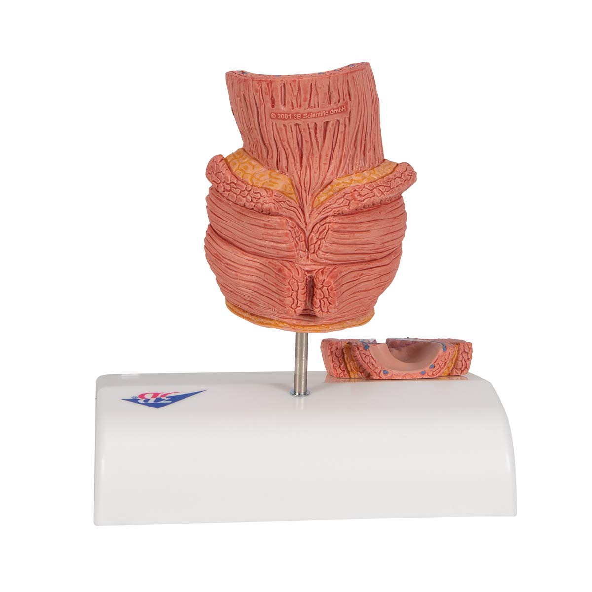 3b-scientific-h-morrhoidenmodell-enddarm-frontalschnitt-3b-smart-anatomy-app image 4