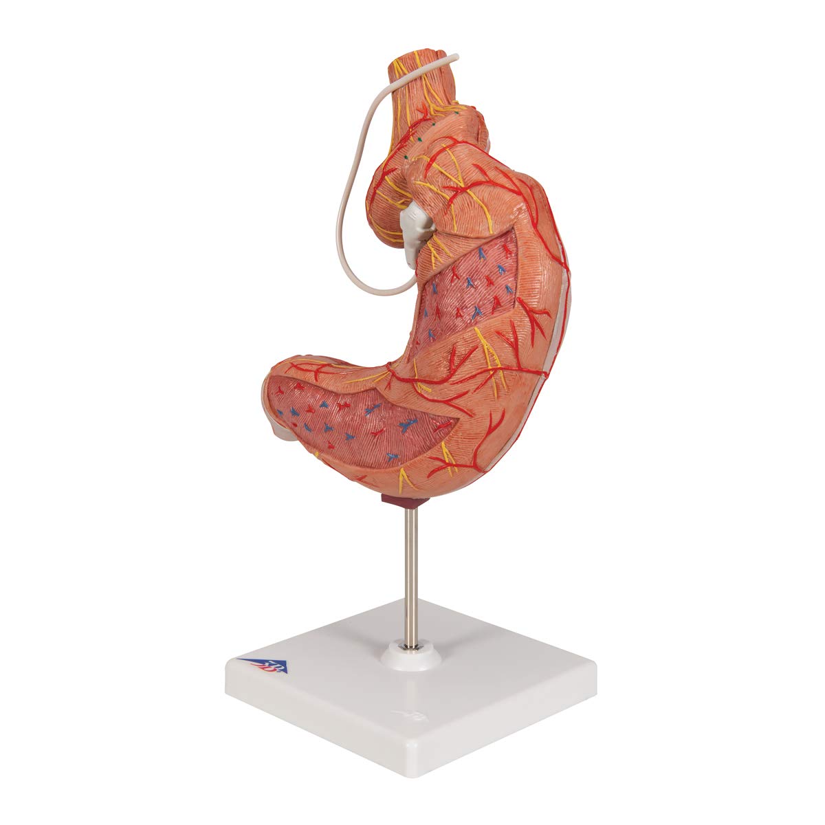 3b-scientific-magenbandmodell-menschlicher-magen-3b-smart-anatomy-app image 5