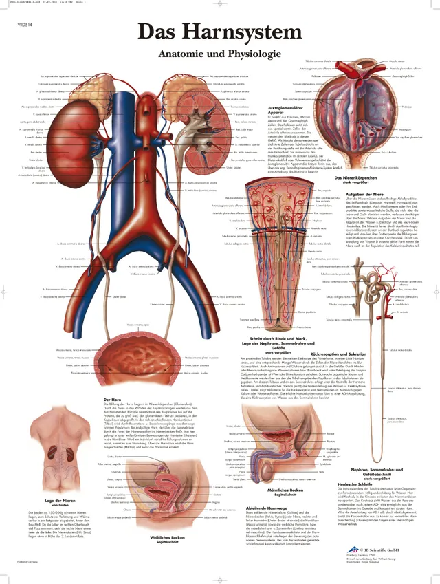 3b-scientific-lehrtafel-menschliches-harnsystem-50x67-cm-laminiert image 1