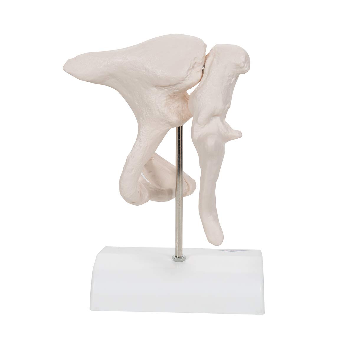 3b-scientific-3b-smart-anatomy-a101-geh-rkn-chelchen-modell-20-fach-vergr-ert image 4