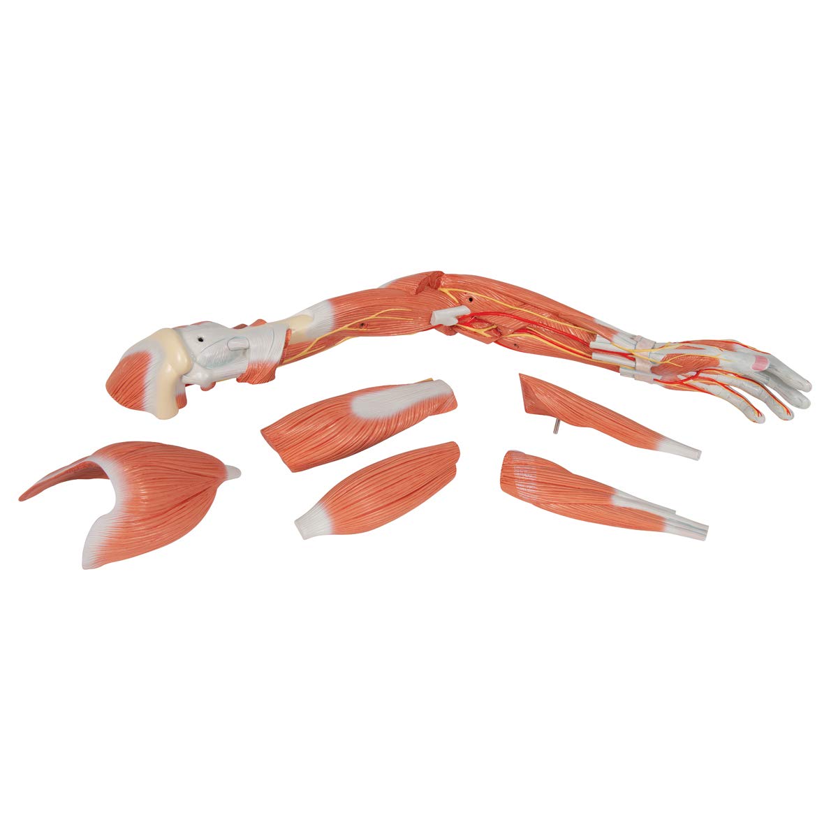 3b-scientific-armmuskel-modell-6-teilig-arm-und-schultermodell-mit-abnehmbaren-m image 7