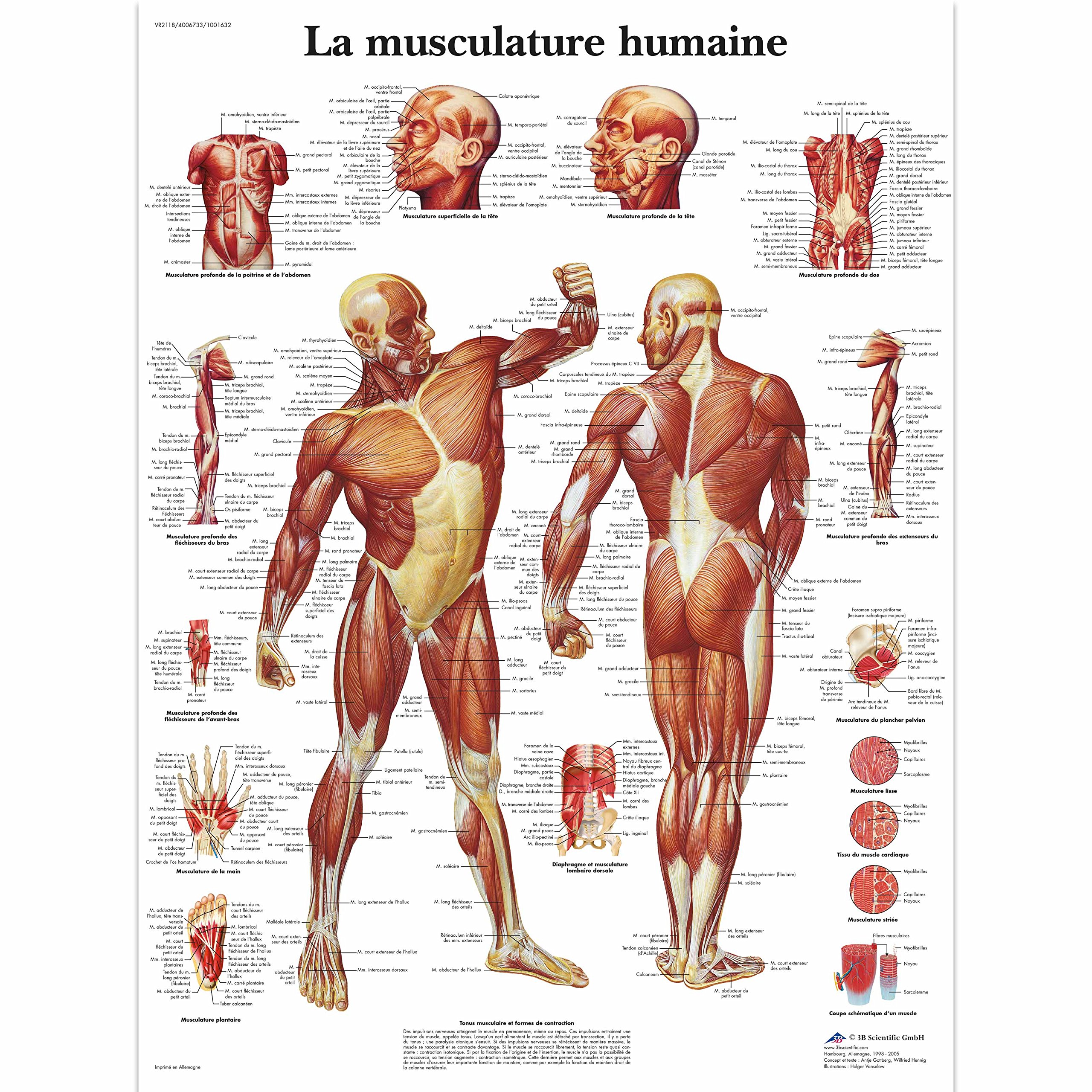 3b-scientific-lehrtafel-nervensystem-laminiertes-anatomieposter-50-x-67-cm image 8