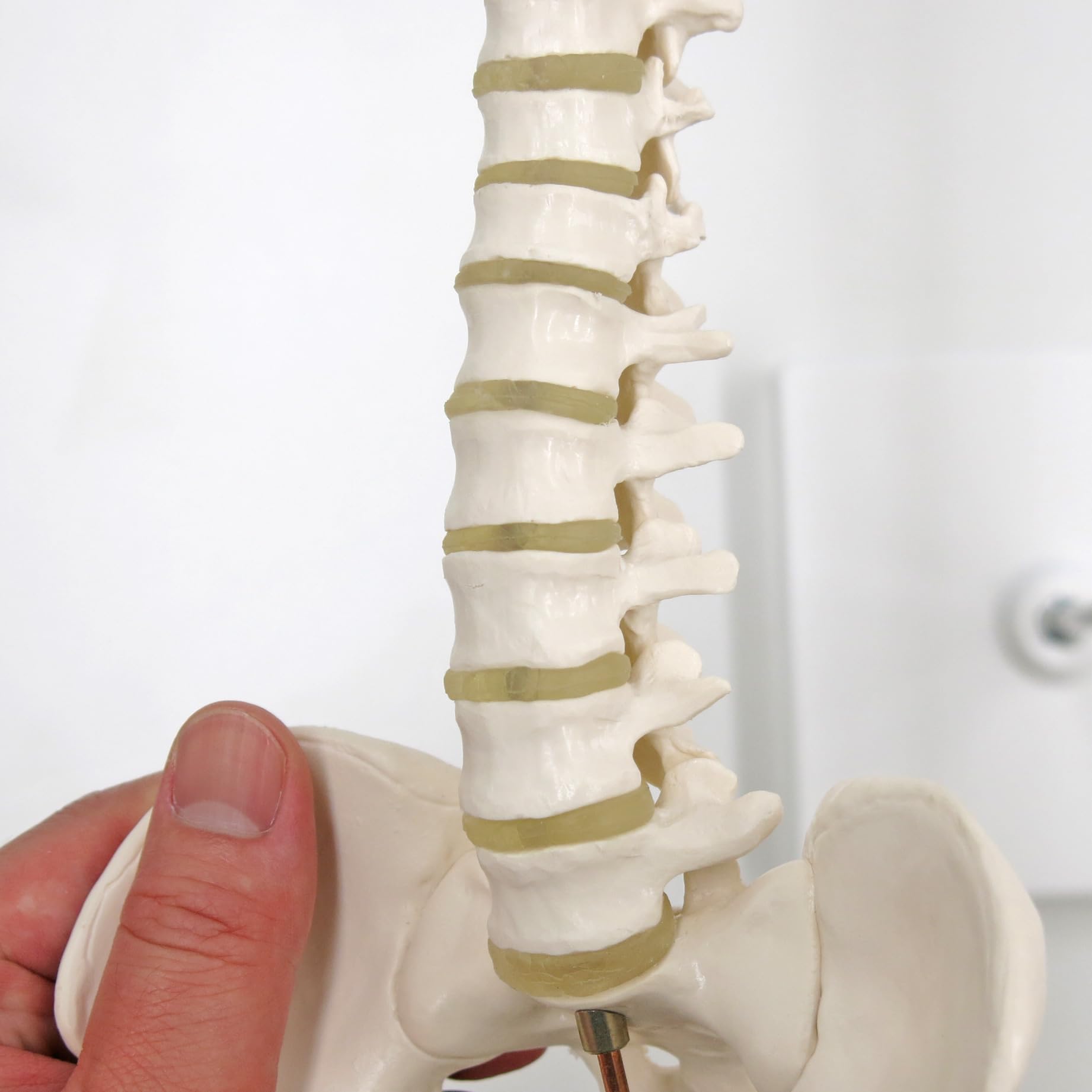 3b-scientific-mini-wirbels-ulenmodell-mit-becken-auf-stativ-flexibel-pvc image 8