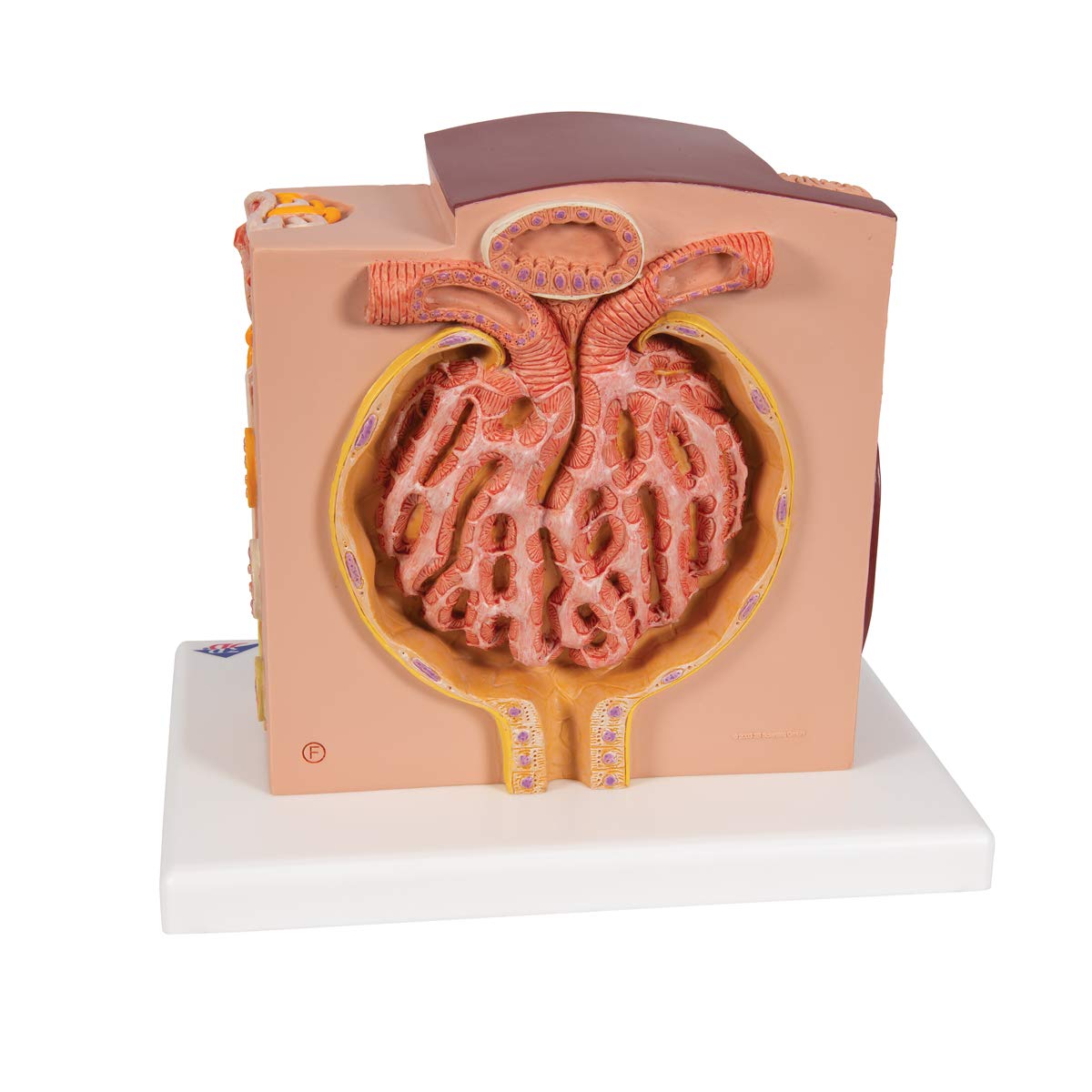 3b-scientific-microanatomy-niere-anatomiemodell-mit-app image 4