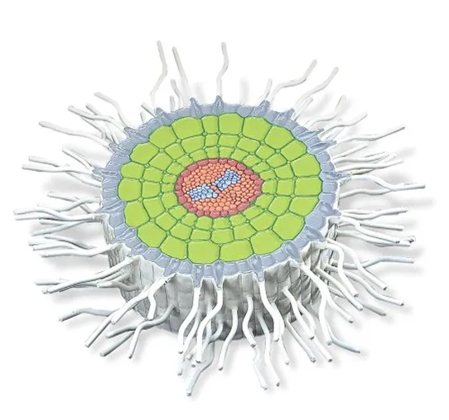 3b-scientific-wurzel-querschnitt-wei-er-senf-sinapis-alba-modell image 1