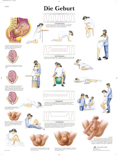 3b-scientific-lehrtafel-laminiert-die-geburt-anatomie-poster-50x67-cm image 2