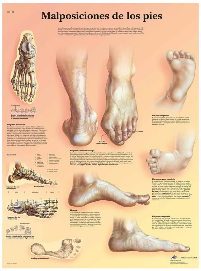 3b-scientific-fu-positionen-poster-vr3185uu-anatomieposter-50x67-cm image 1