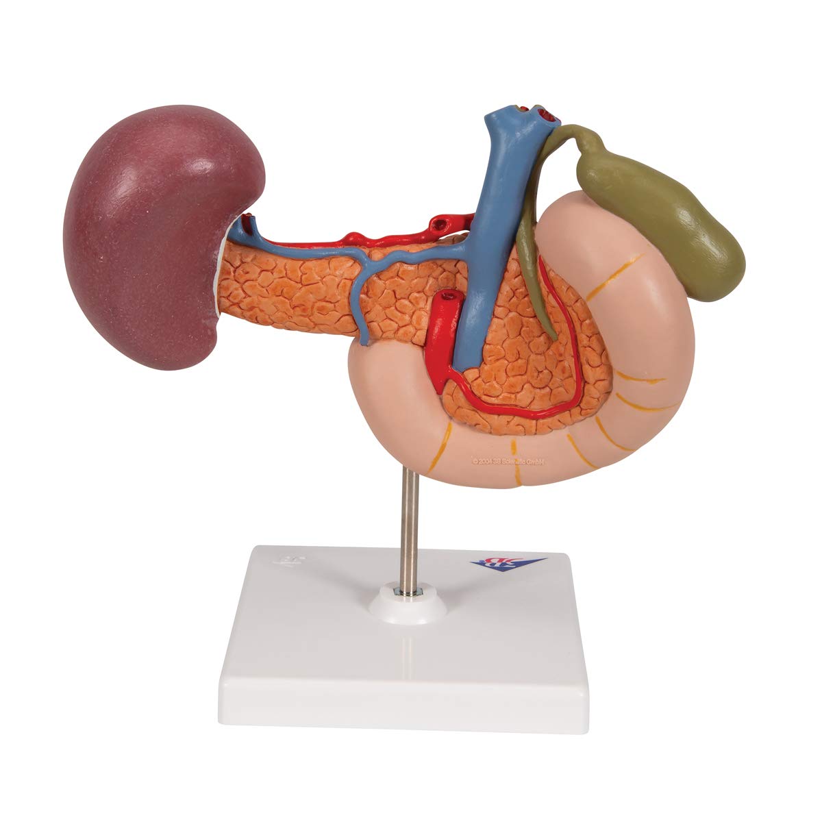 3b-scientific-hintere-oberbauchorgane-anatomiemodell-aus-pvc image 4