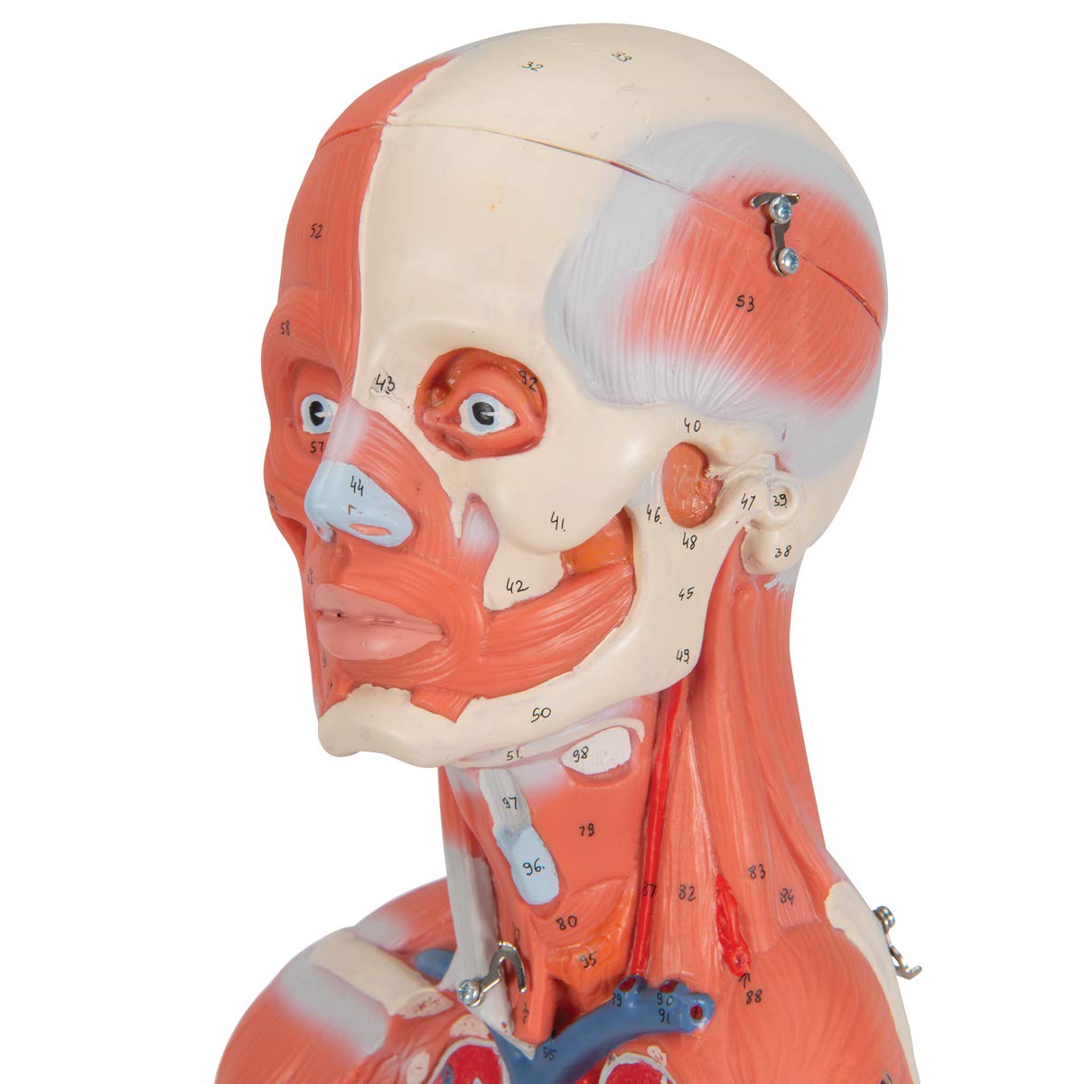 3b-scientific-weibliche-muskel-figur-lebensgro-21-teilig-humananatomie-modell-mi image 4
