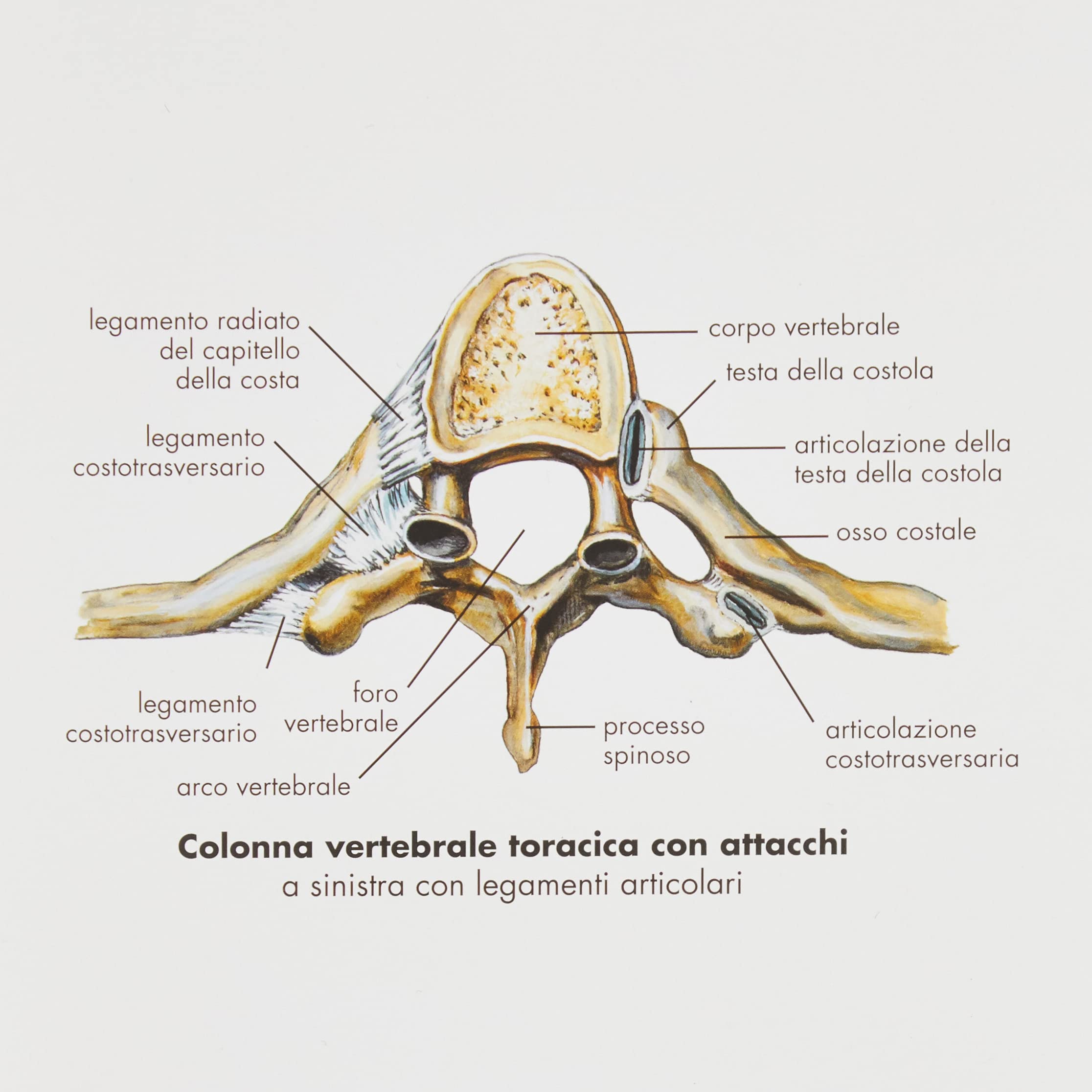 3b-scientific-wirbels-ule-und-wirbels-ulenpathologien-anatomietafel-papier image 3