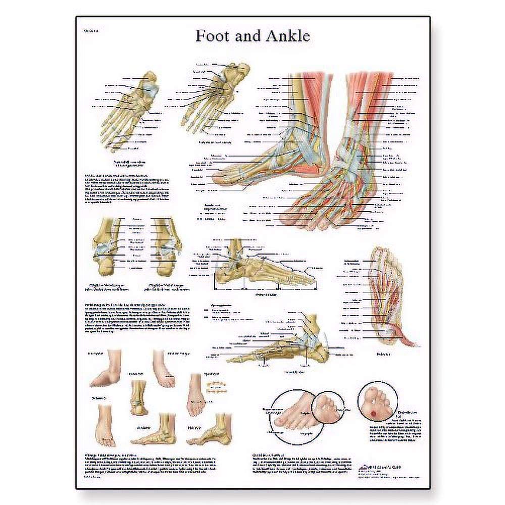 3b-scientific-vr1176uu-anatomie-poster-fu-und-fu-gelenke-50-8-x-66-cm-unlaminier image 2