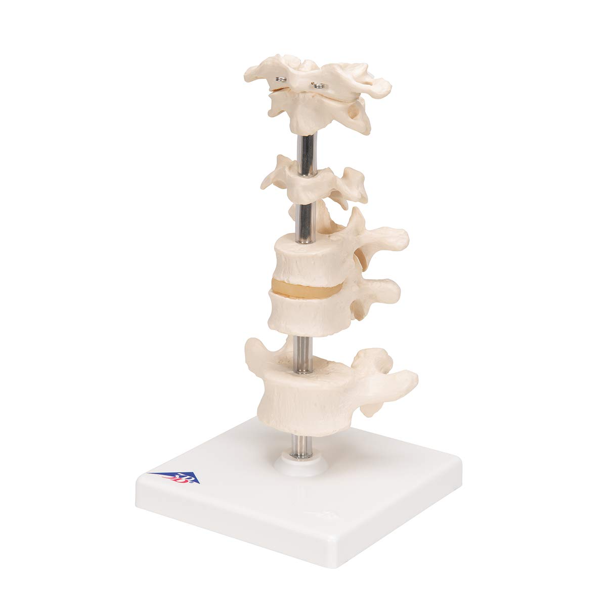 3b-scientific-6-modellwirbel-auf-stativ-22-cm-smart-anatomy-app image 6