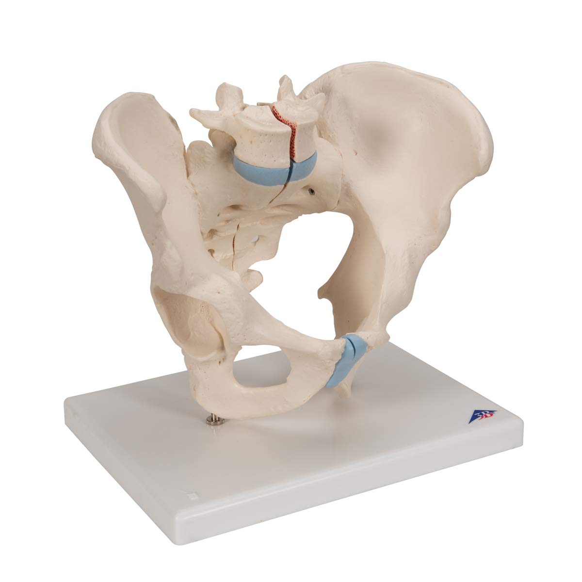 3b-scientific-m-nnliches-becken-modell-3-teilig-3b-smart-anatomy-app image 2