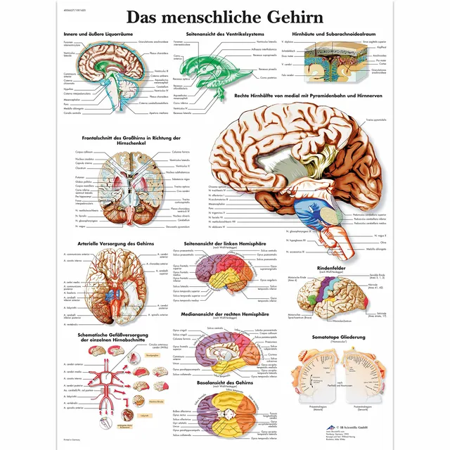 3b-scientific-lehrtafel-das-menschliche-gehirn-laminiertes-anatomie-poster-50x67 image 1