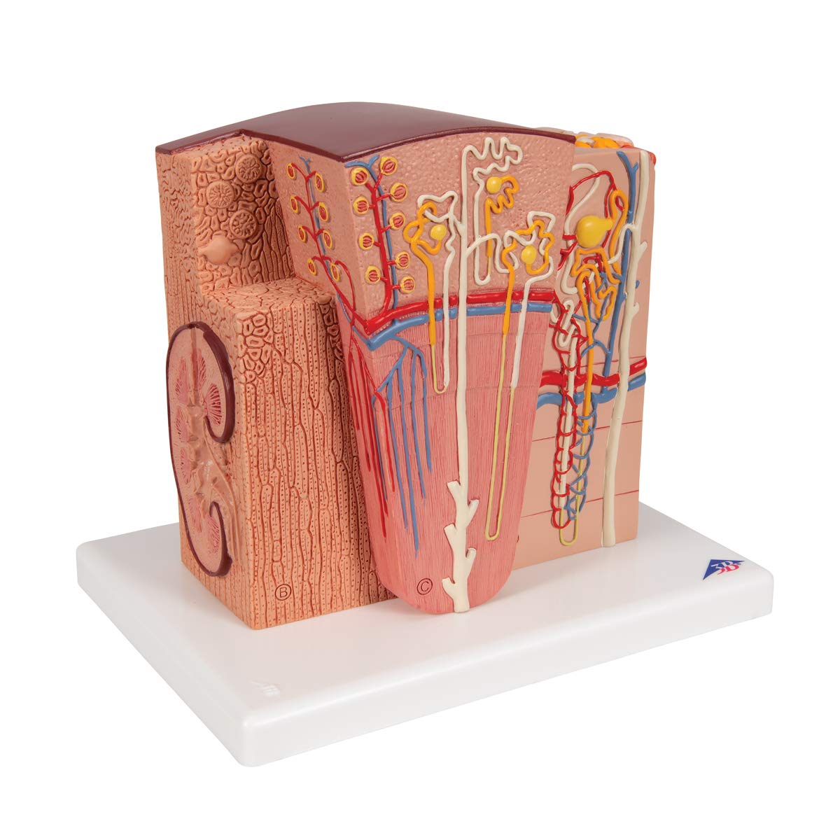 3b-scientific-microanatomy-niere-anatomiemodell-mit-app image 2