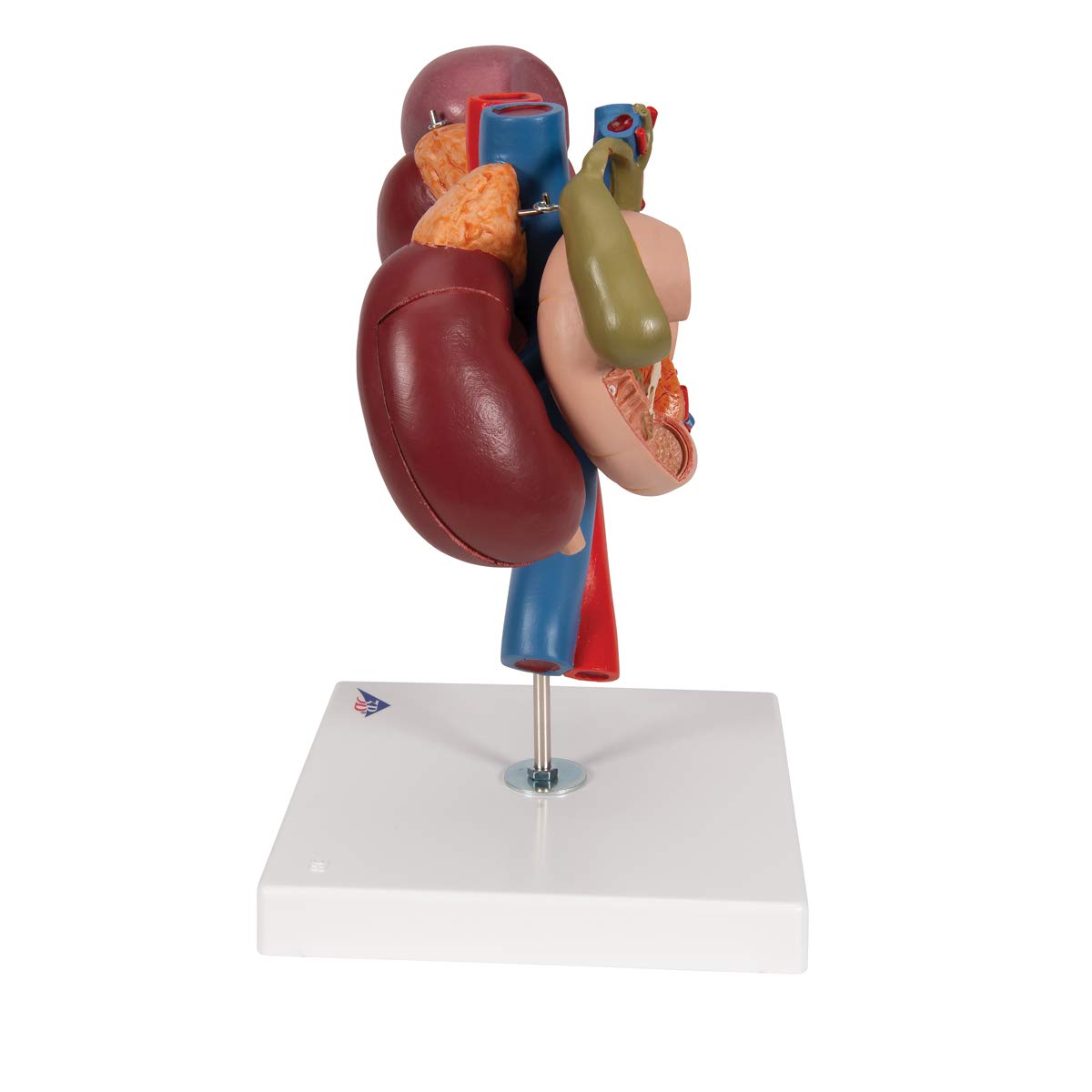 3b-scientific-nieren-mit-hinteren-oberbauchorganen-3-teilig-3b-smart-anatomy-app image 5