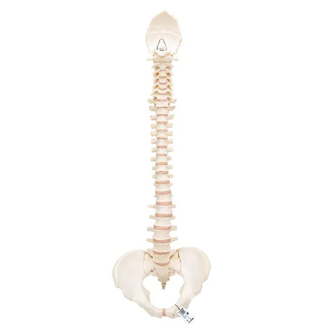 3b-scientific-bonelike-wirbels-ule-flexibel-komplette-wirbels-ule-mit-becken image 1
