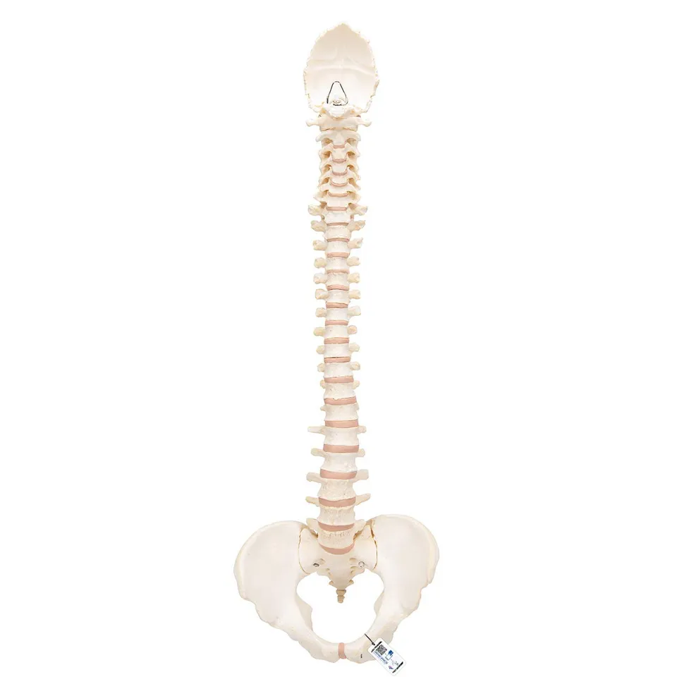 3b-scientific-bonelike-wirbels-ule-flexibel-komplette-wirbels-ule-mit-becken image 1
