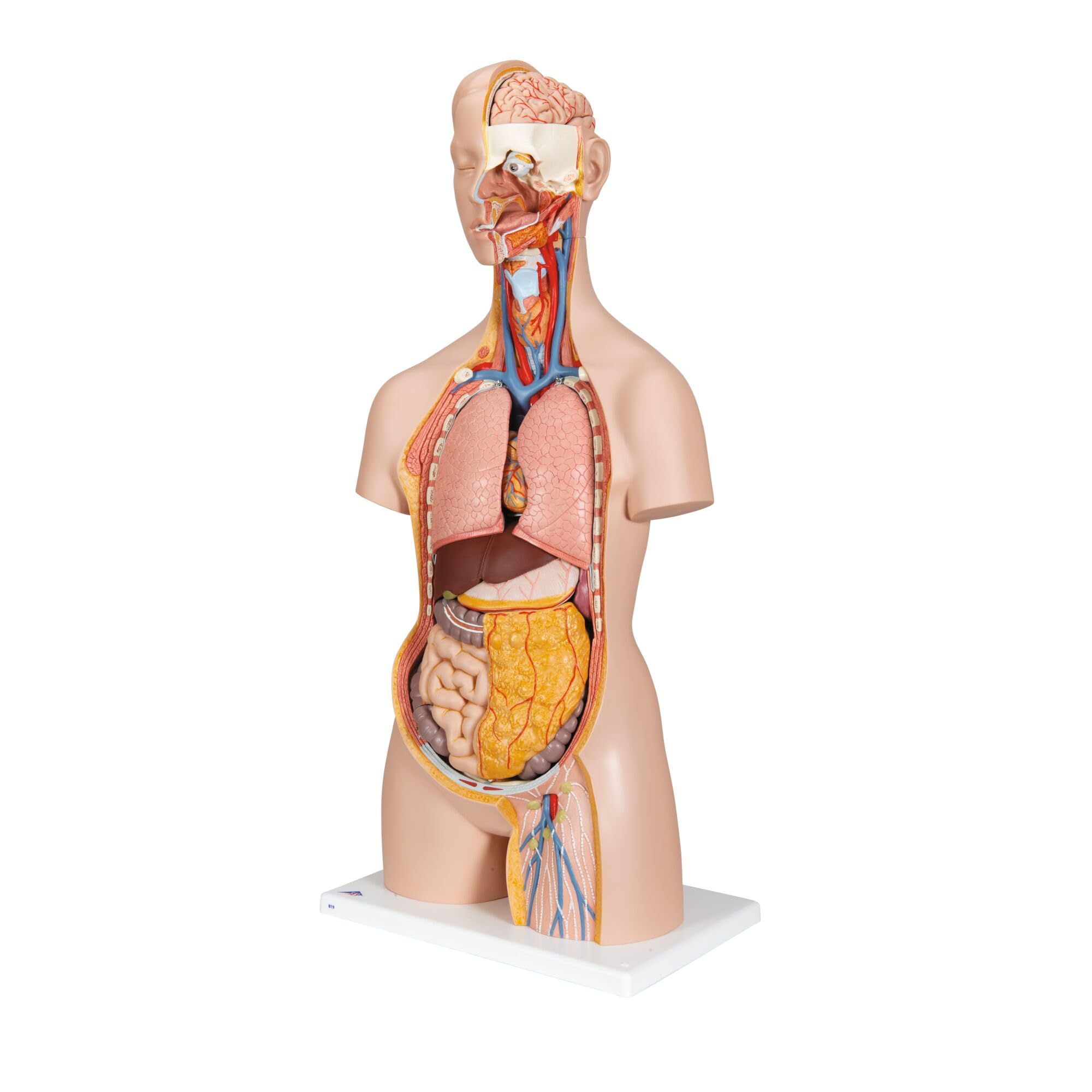 3b-scientific-classic-torso-modell-geschlechtsneutral-18-teilig-mit-offenem-nack image 5