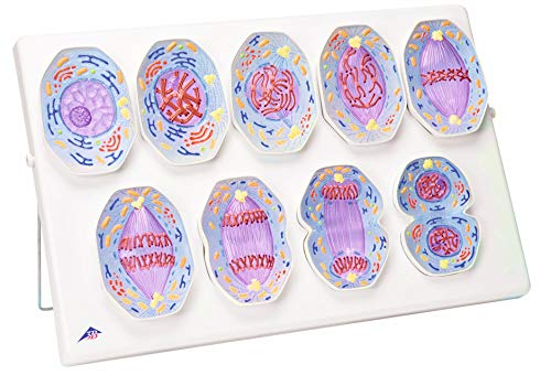 3b-scientific-mitosemodell-biologie-lehrmodell-mit-magnet-phasen image 2