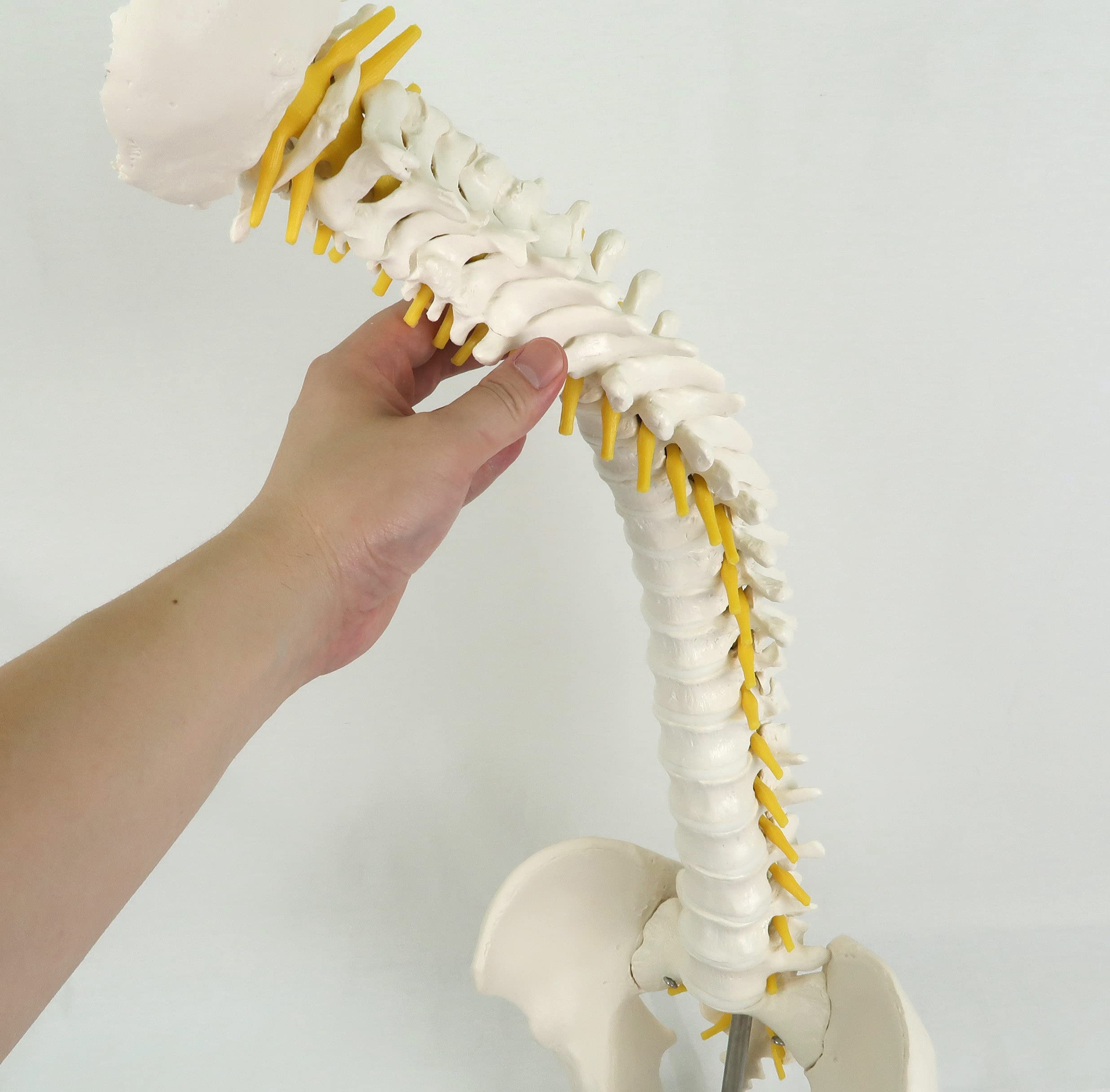 3b-scientific-flexibles-wirbels-ulenmodell-lebensgro-mit-becken-und-bandscheiben image 5