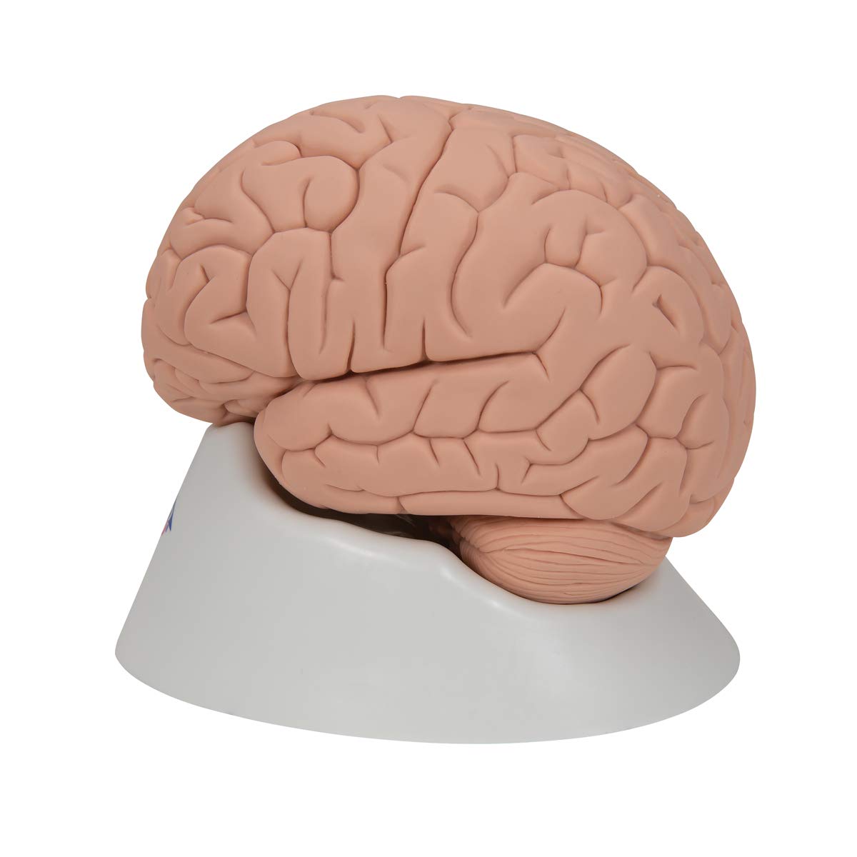 3b-scientific-c15-1-einf-hrungsmodell-des-gehirns-2-teilig-lebensgro-mit-sockel- image 5