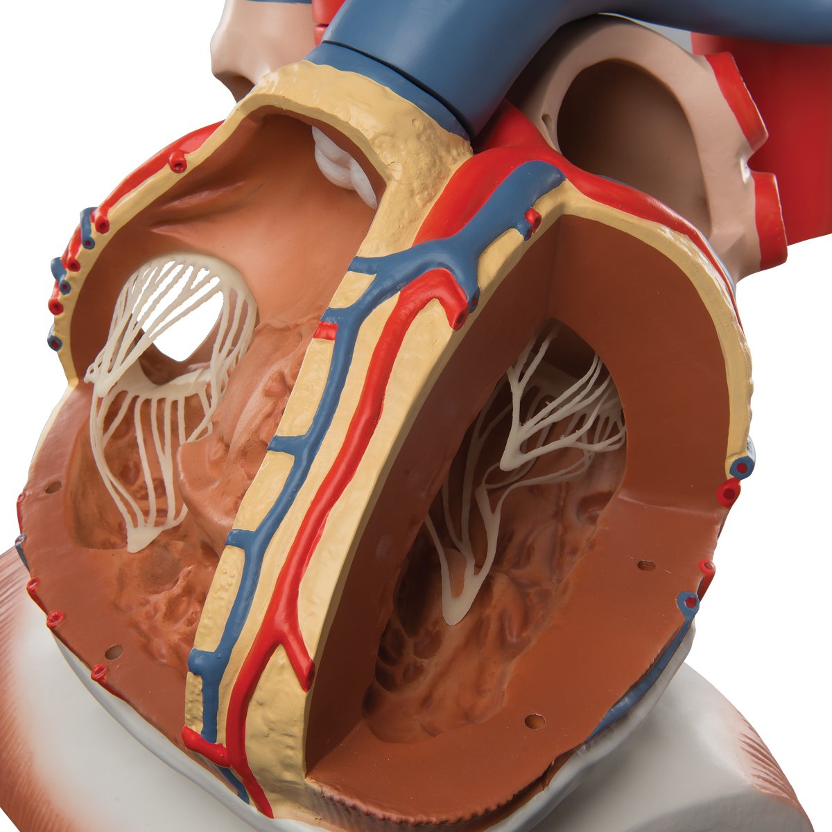 3b-scientific-herzmodell-mit-zwerchfell-3-fache-gr-e-10-teilig-smart-anatomy-app image 4