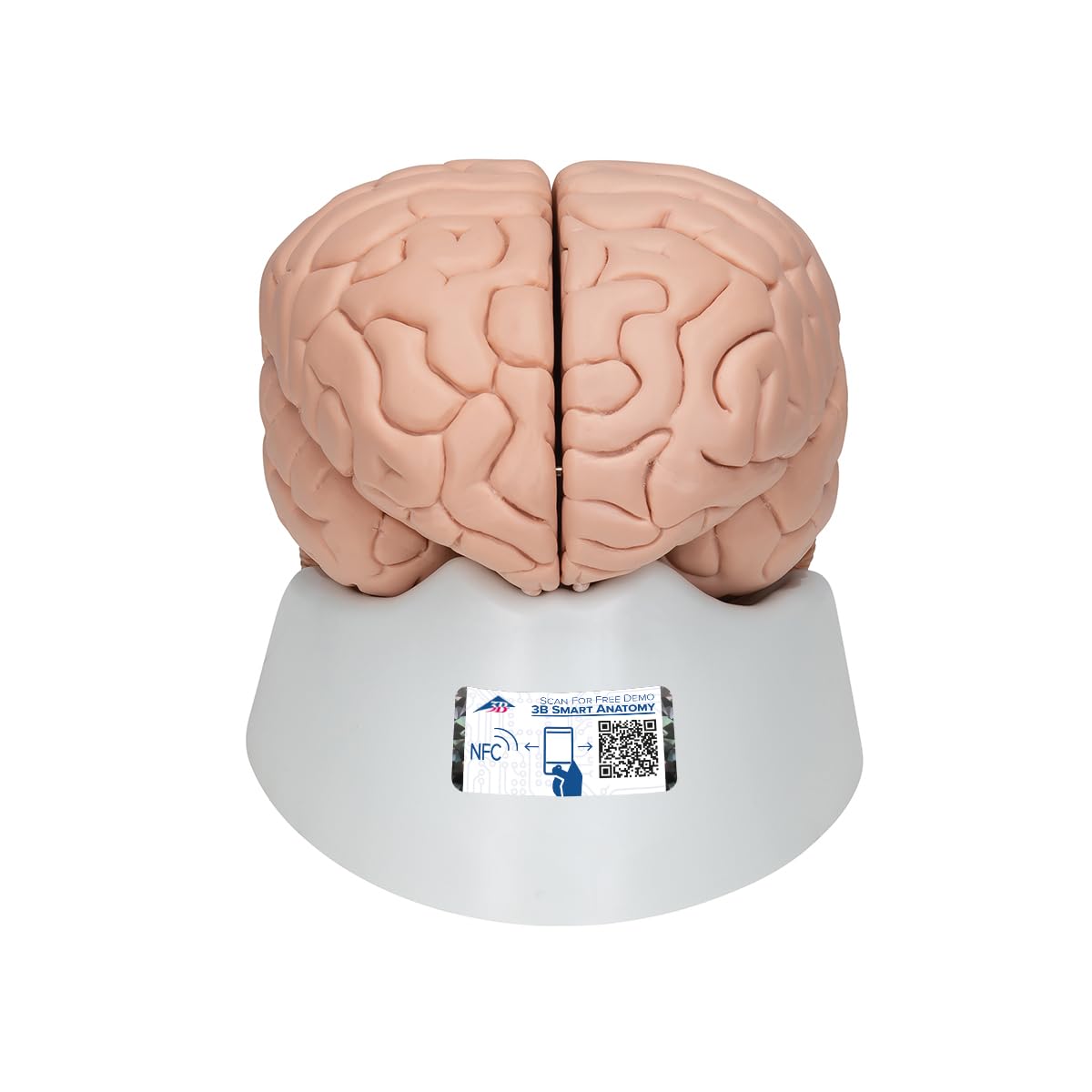 3b-scientific-c17-gehirnmodell-8-teilig-mit-3b-smart-anatomy image 1