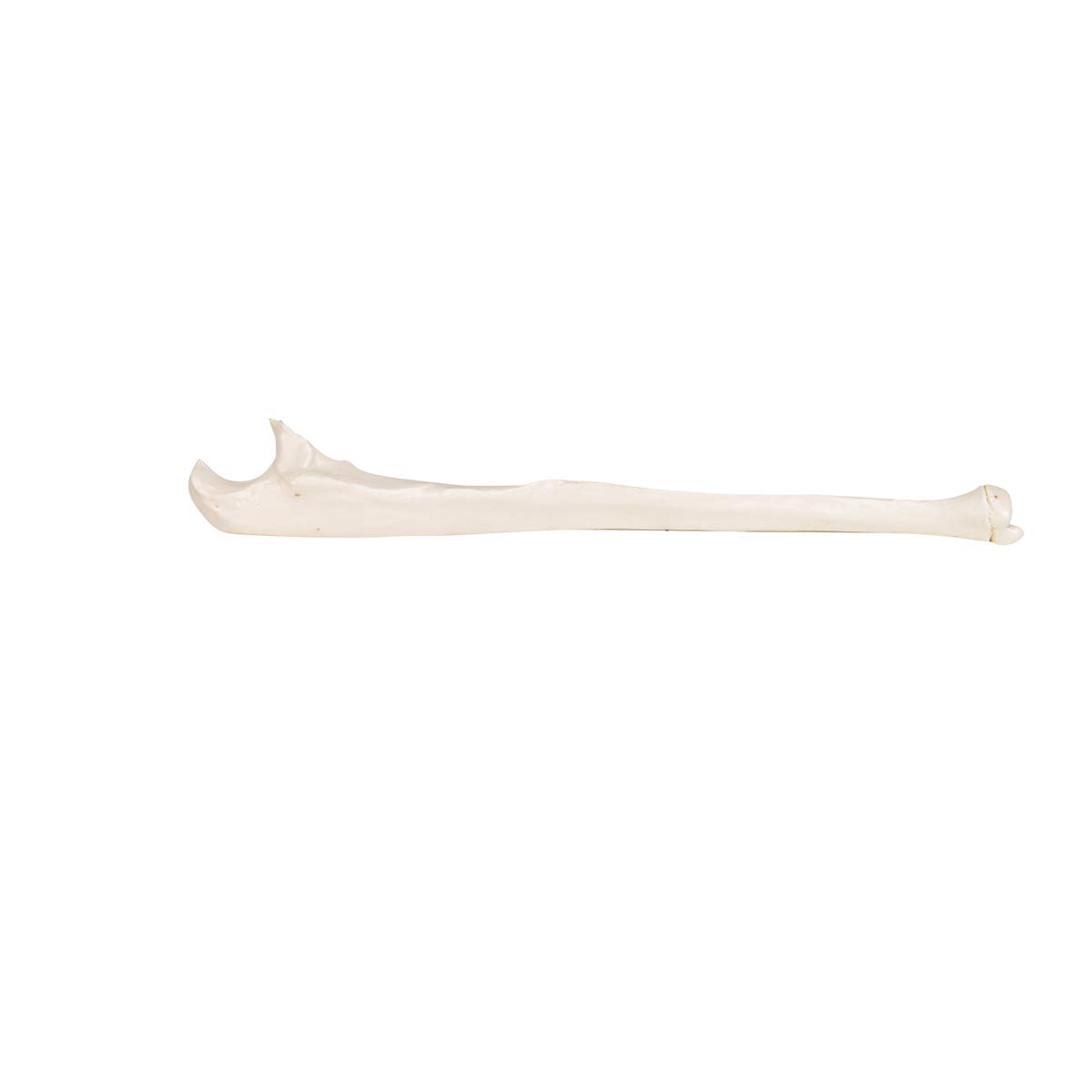 3b-scientific-ellenknochen-modell-ulna-unterarmknochen-replik-smart-anatomy-app image 6
