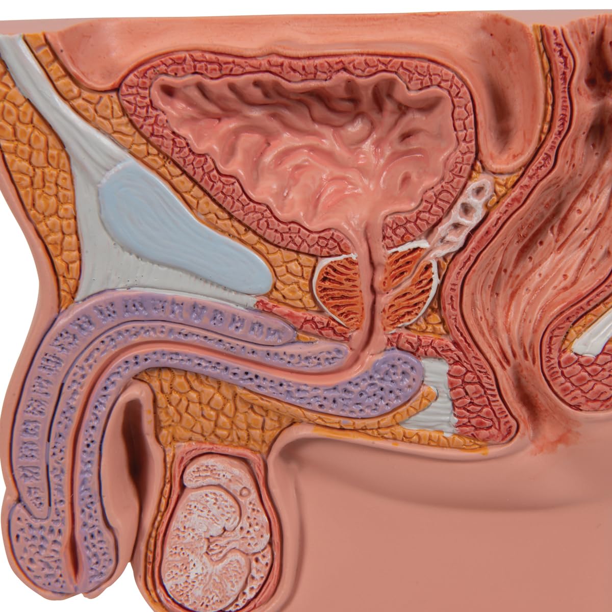 3b-scientific-prostata-modell-halbe-gr-e-auf-sockel-3b-smart-anatomy-app image 7